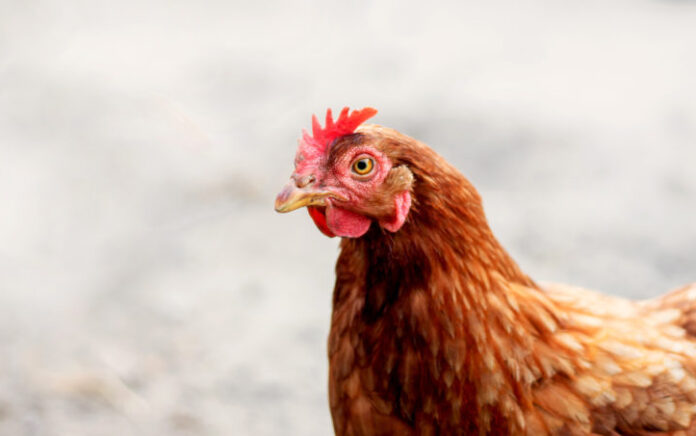 A close up shot of a chicken, against a light grey background