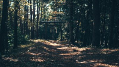 A shot of a dirt road in a forest, with a small amount of sunlight breaking through the treeline