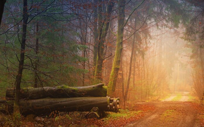 On the trail - a woodland trail in autumn