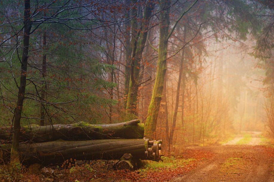 On the trail - a woodland trail in autumn