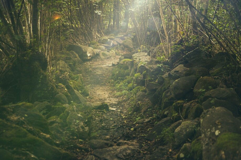 Woodland forest - on the trail