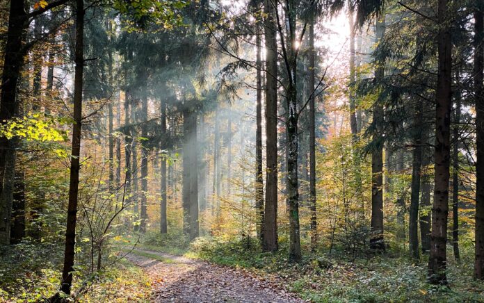 forest in the sun