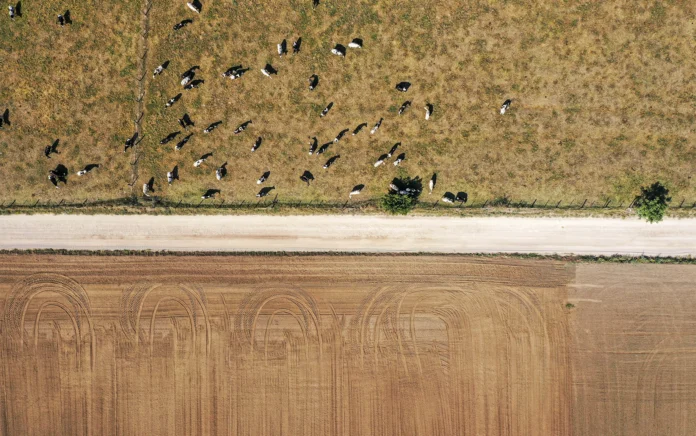 Picture of cattle on a farm